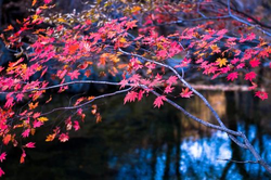 黄瓜短视频热门推荐